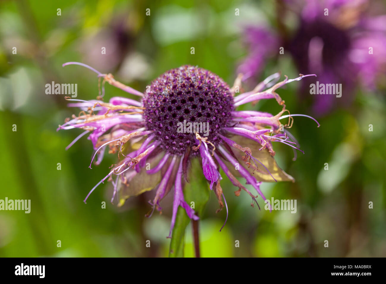 Redpurple Beebalm, Temynta (Monarda russeliana) Stockfoto