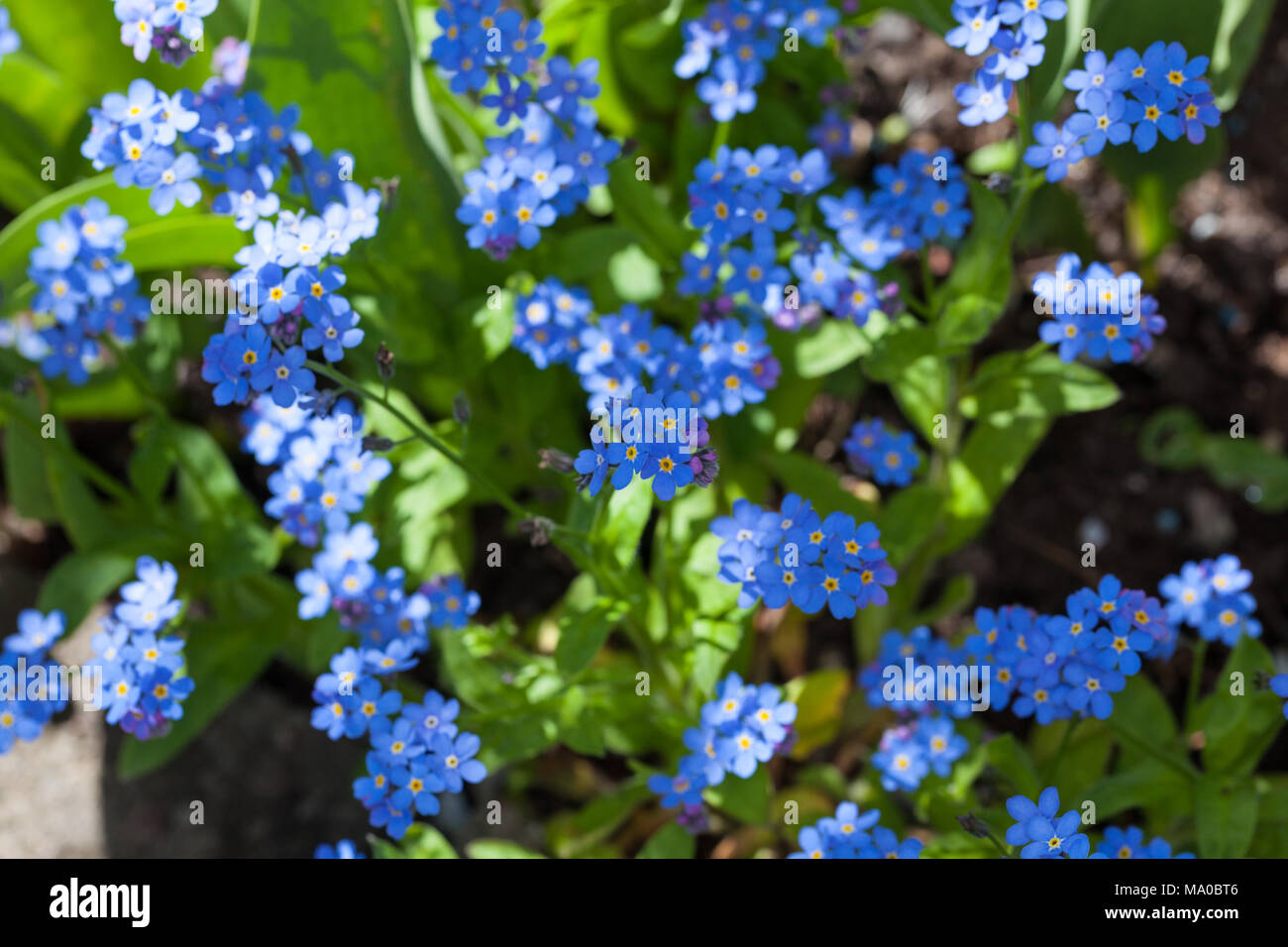 Bin yomark' Forget-me-not, Äkta förgätmigej (Myosotis scorpioides) Stockfoto