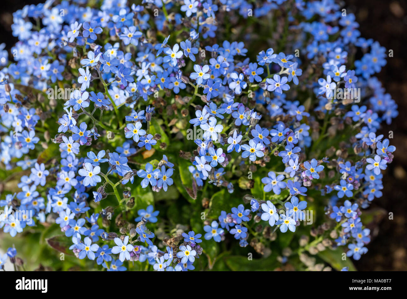 Alpine Forget-me-not, Alpförgätmigej (Myosotis alpestris) Stockfoto