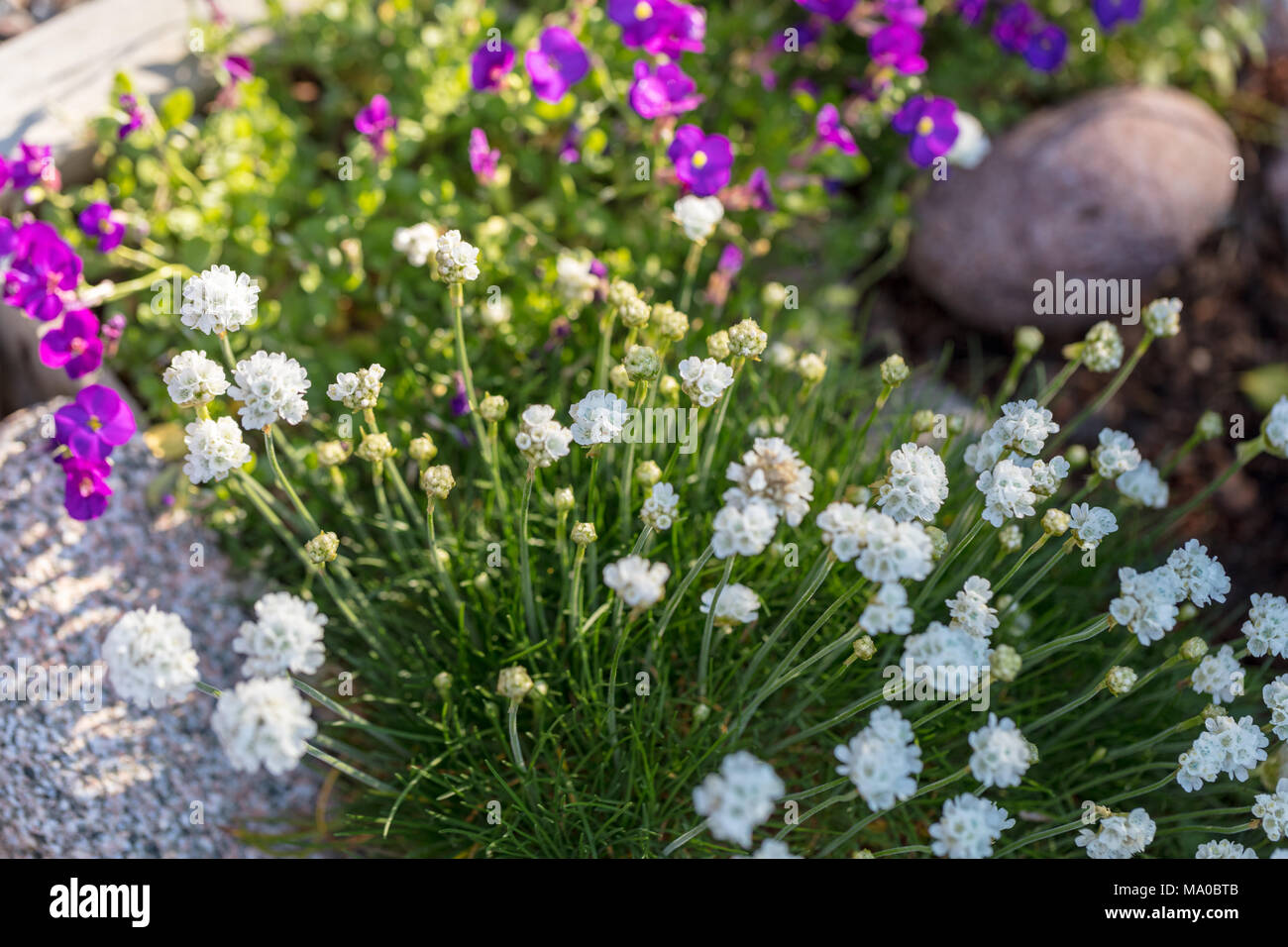 "Ballerina White' große Sparsamkeit, Bredbladig trift (Armeria pseudarmeria) Stockfoto