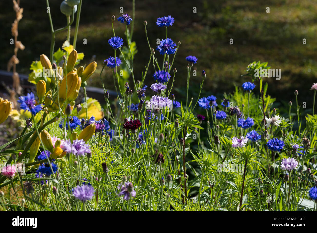'Dwarf Pouce 'Bachelor Tasten, Blåklint (Centaurea cyanus) Stockfoto