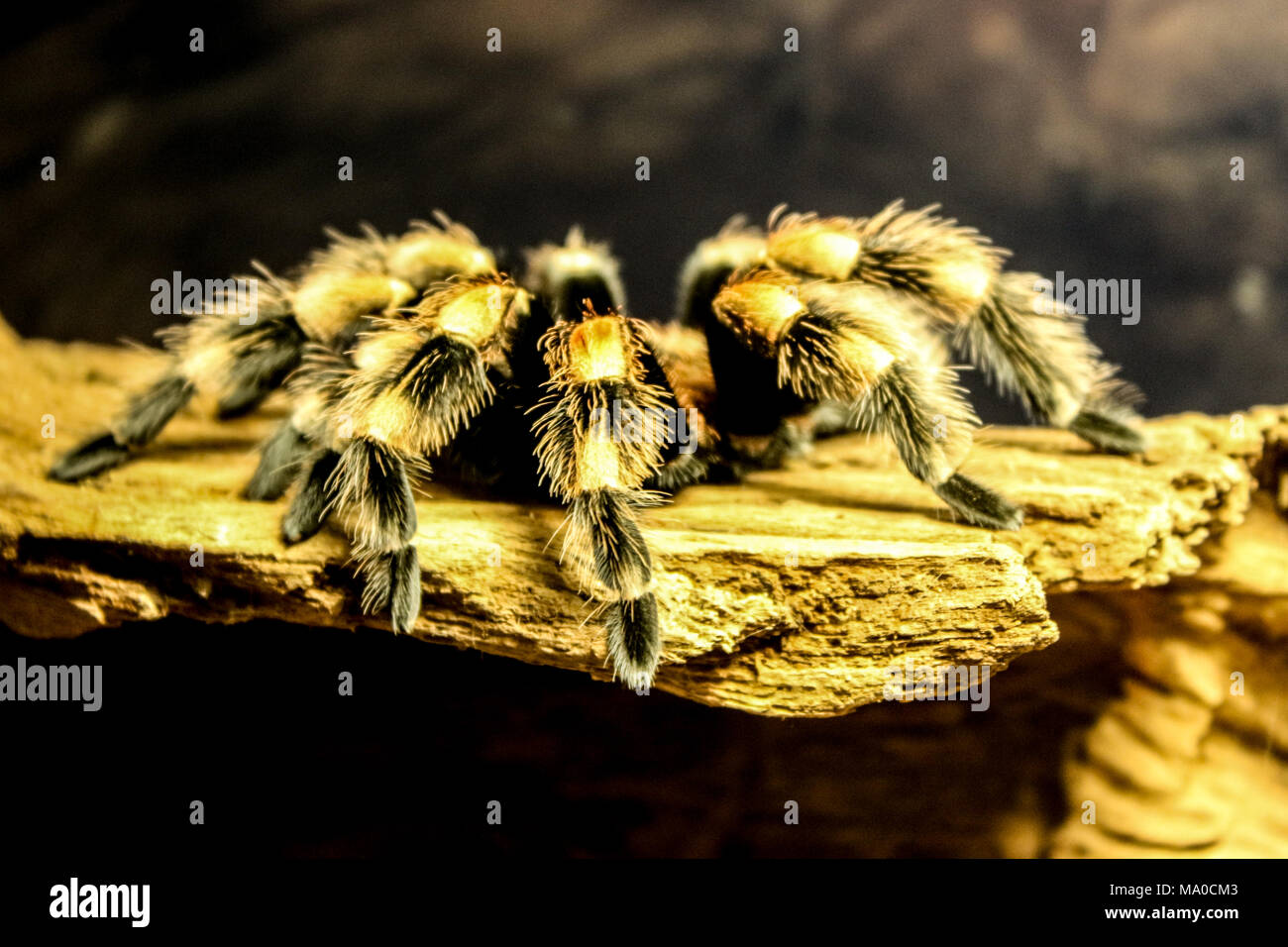Tarantula, Vogelspinne, bird-eating-spiders, große Vogelspinne Stockfoto