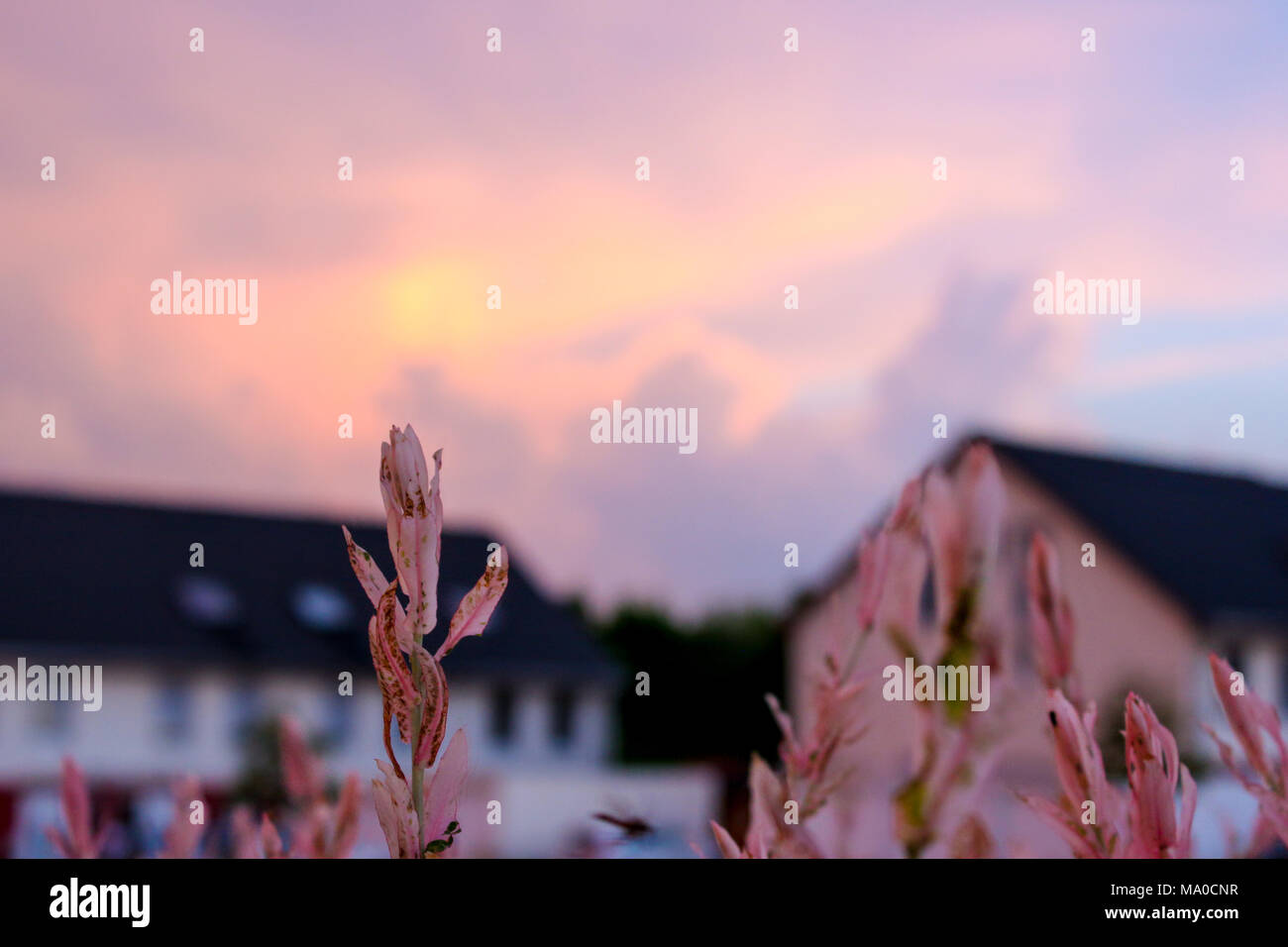 Weide, Salix integra Hakuro Nishiki vor Häusern und Sonnenuntergang Stockfoto