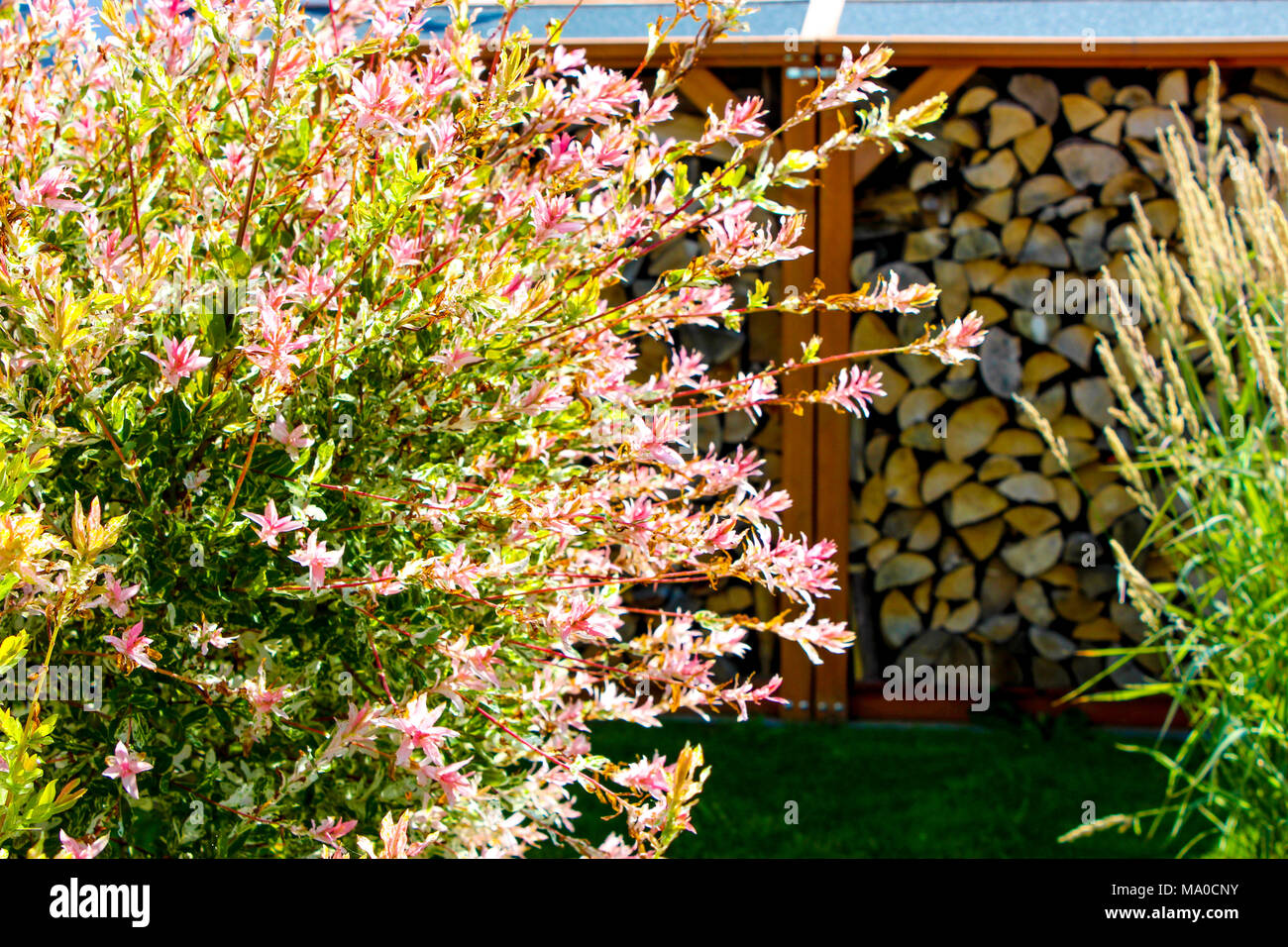 Harlekin Weide, Salix integra Hakuro Nishiki vor Holz im Garten Stockfoto