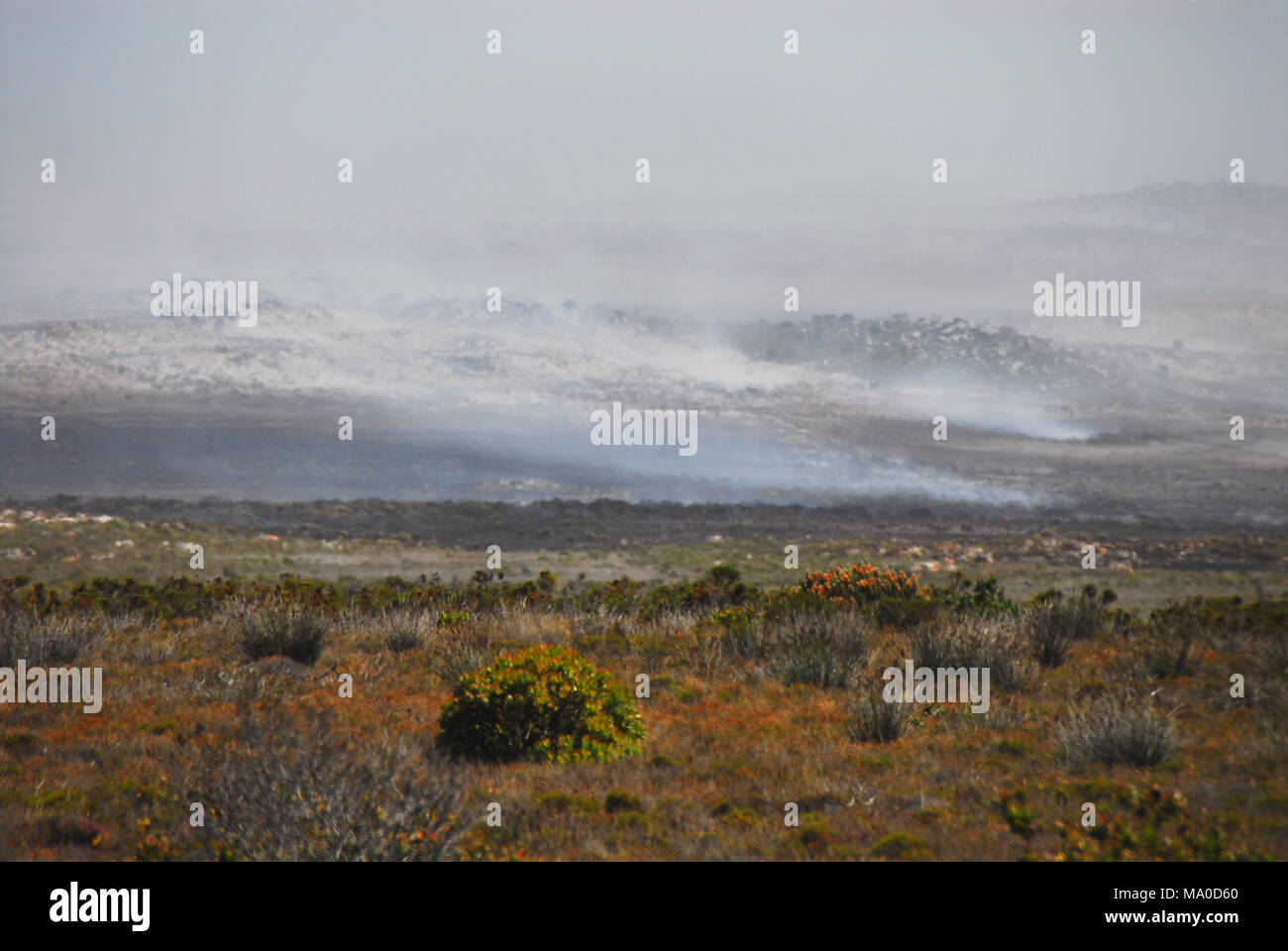 Die jüngsten Waldbrände in den Nationalpark von Cape Point, Südafrika sind durch den Klimawandel Dürre verursacht. Stockfoto