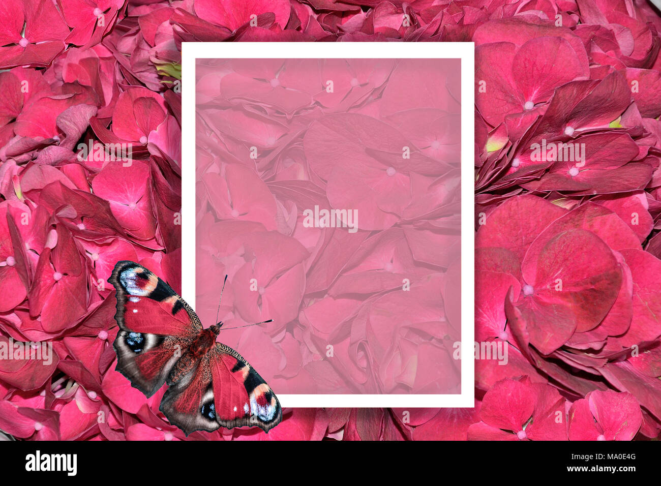 Floral background mit Hortensie Blumen und weißen Rahmen mit Schmetterling und Platz für Text. Kann als Grußkarte verwendet werden, Hochzeit Album, für Kosmetika Stockfoto