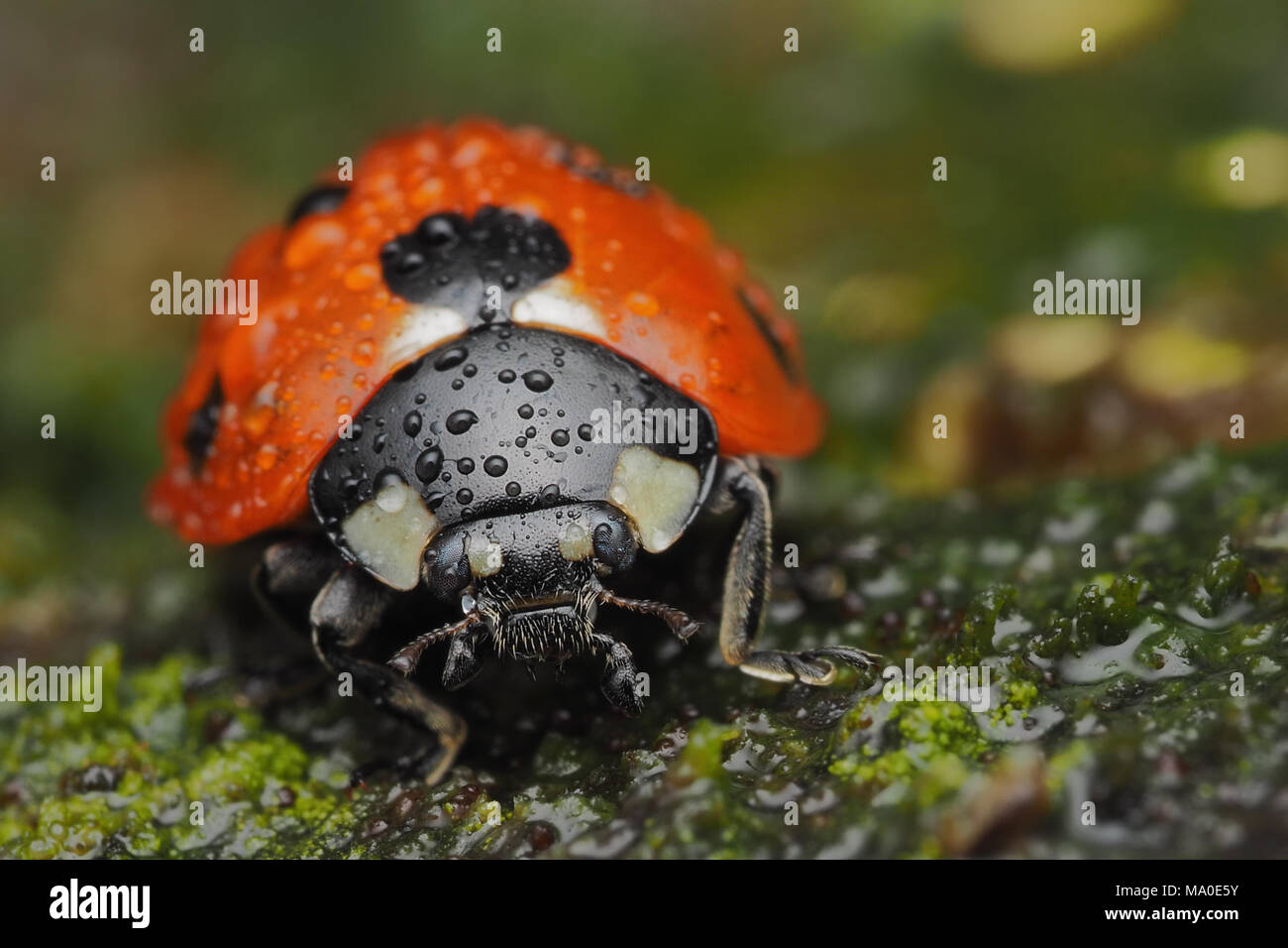 7-Punkt Marienkäfer (Coccinella septempunctata) auf fencepost und in die Regentropfen fallen. Tipperary, Irland Stockfoto