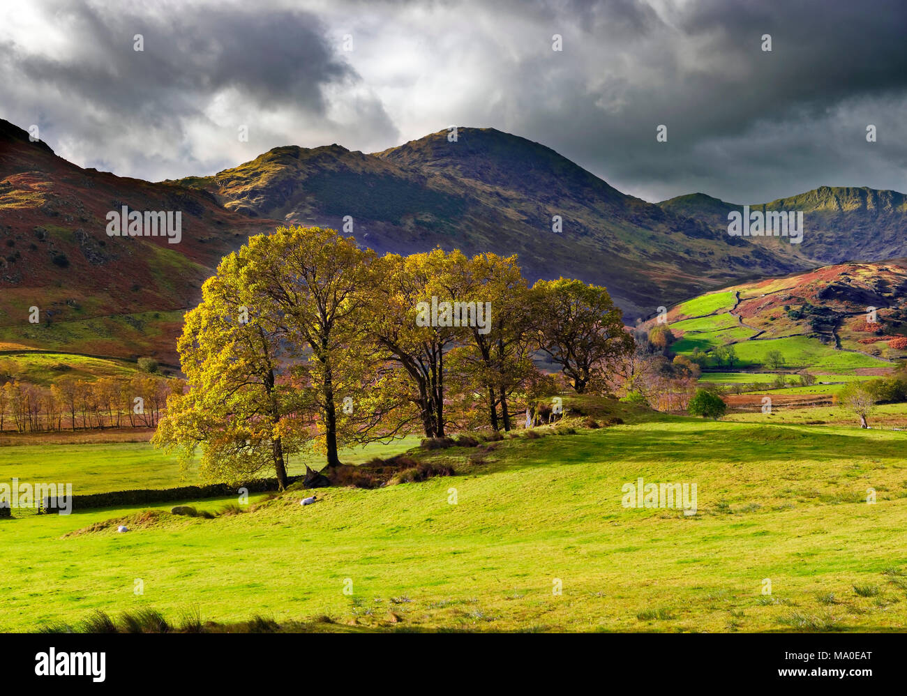 Ein Herbst Blick auf die sonnenbeschienenen Bäume in den Langdale Valley, Cumbria, Vereinigtes Königreich. Stockfoto