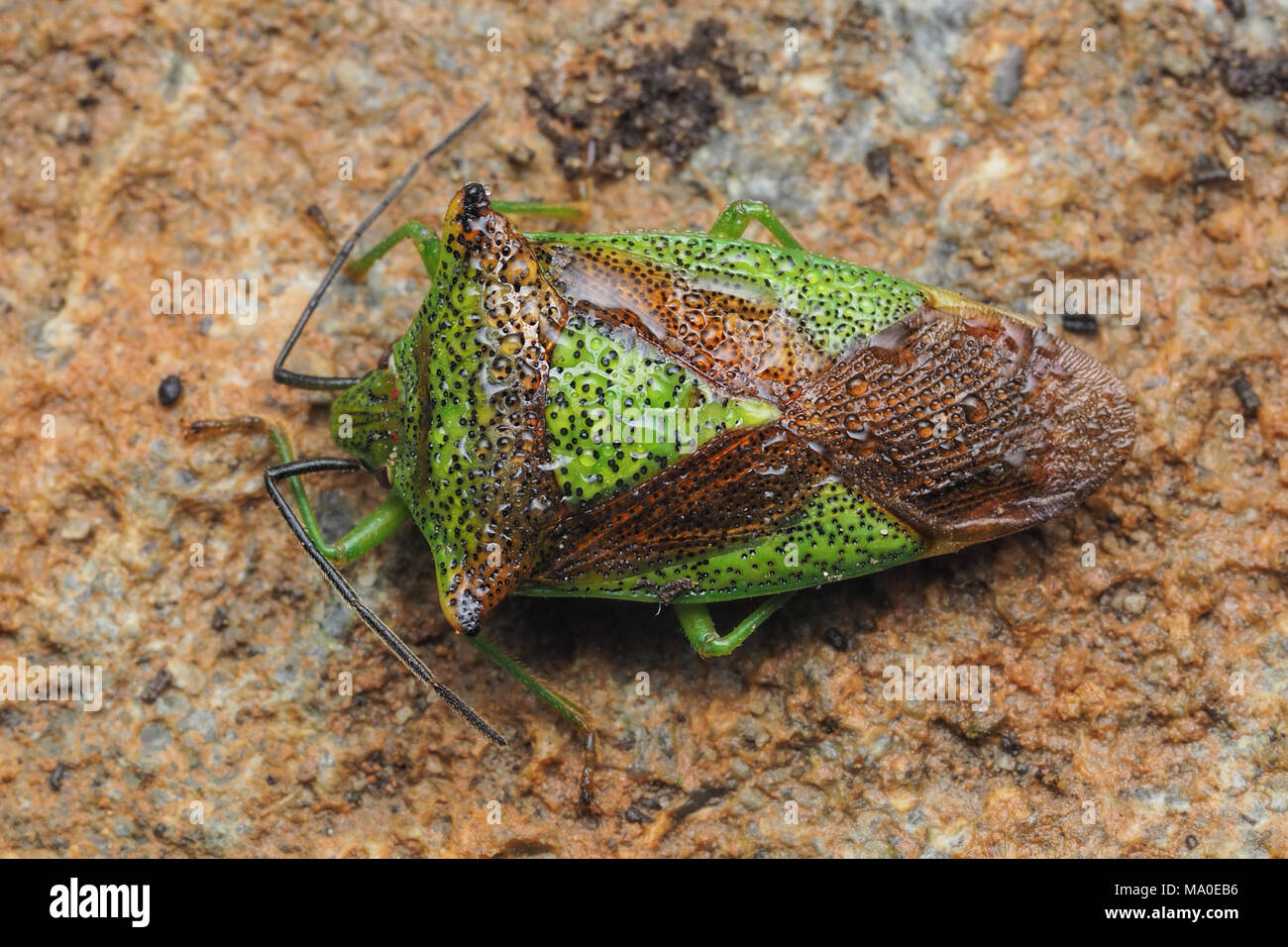 Weißdorn (Acanthosoma haemorrhoidale Shieldbug) unter den Deckel von einer Steinmauer überwintert. Tipperary, Irland Stockfoto