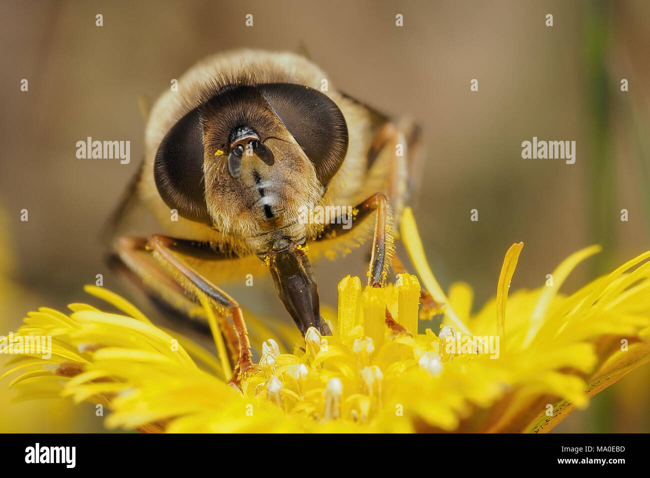 Weibliche Hoverfly (Eristalis pertinax) Fütterung auf Huflattich (Tussilago farfara) Blume zeigt das Gesicht detail. Tipperary, Irland Stockfoto