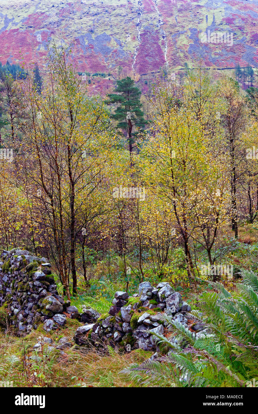 Einen grünen Herbst Szene in der Nähe von Ambleside im englischen Lake District. Stockfoto