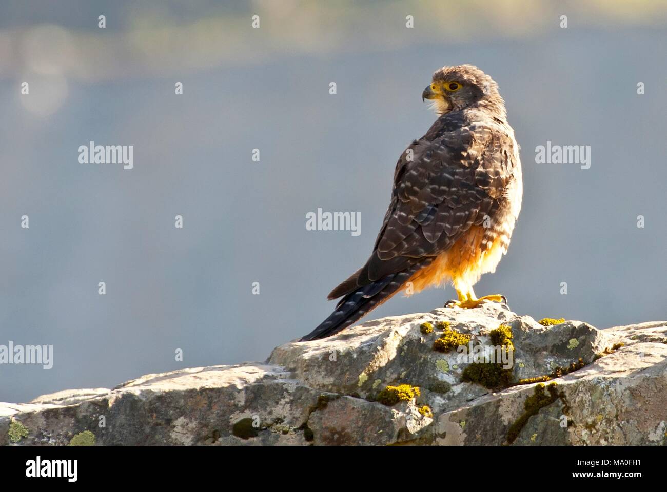 Die Neuseeland Falcon oder karearea (Falco novaeseelandiae) ist Neuseelands einziges Falcon und die einzige verbleibende tagaktiven Raubvogel endemisch auf Neue Zea Stockfoto