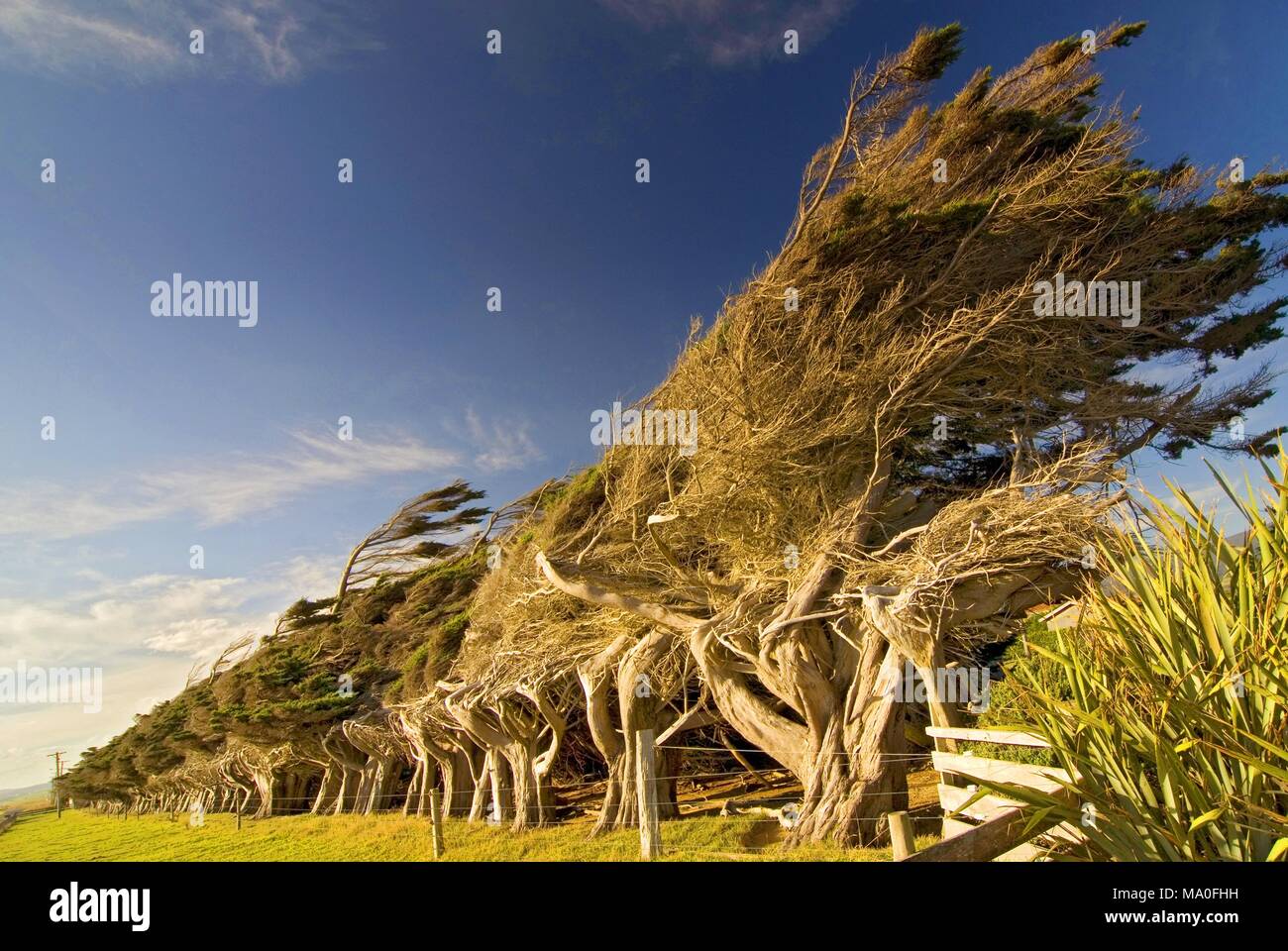 Windswept Küsten Bäume am Hang in New Zealands Catlins Region. Stockfoto