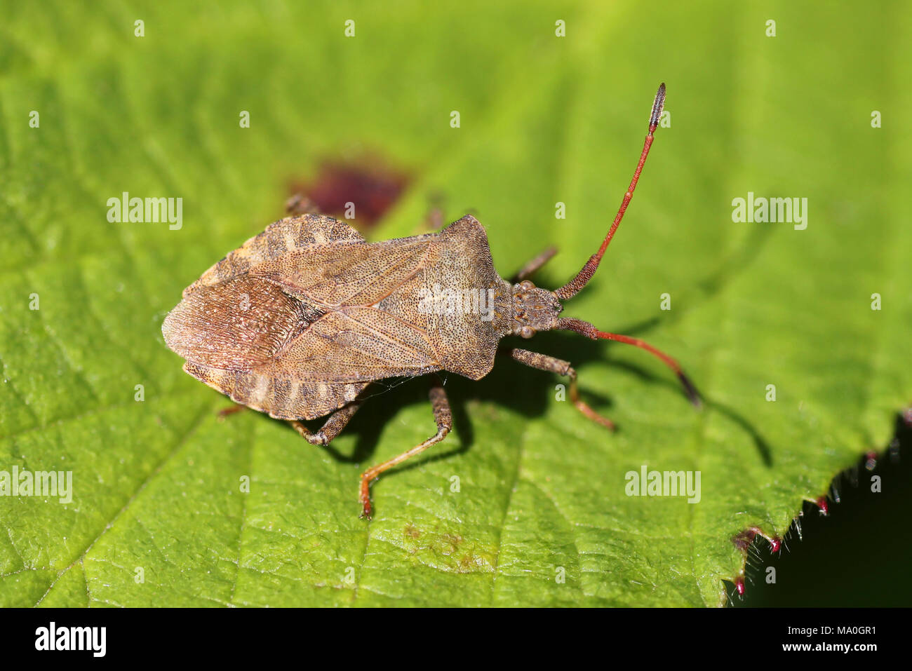 Coreus marginatus Dock Bug Stockfoto