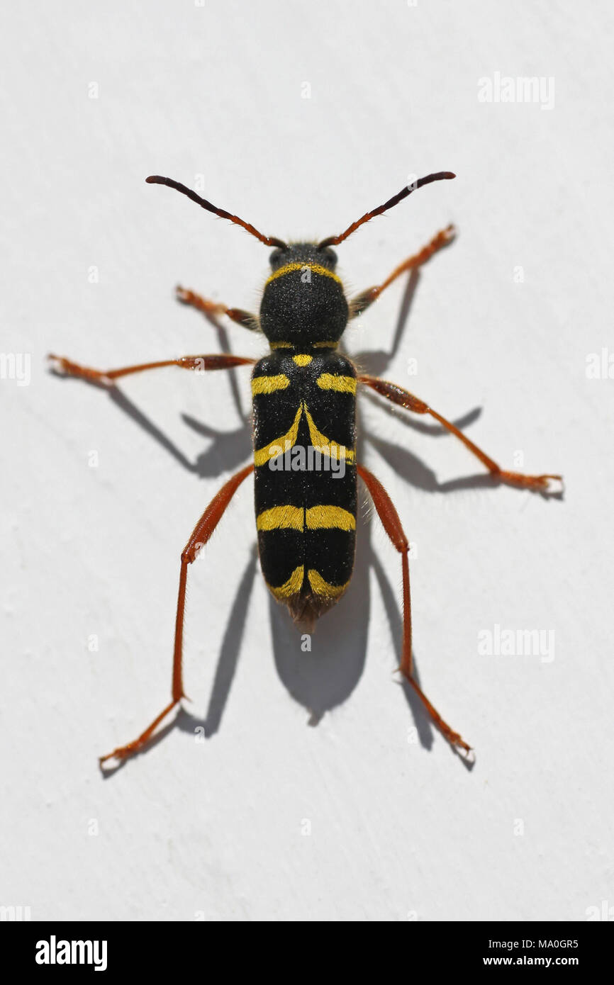Wespe Käfer Clytus arietis Stockfoto