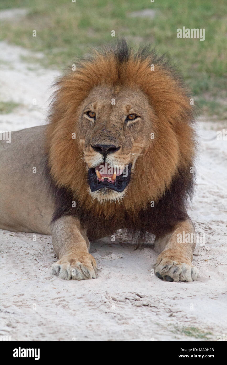Afrikanischer Löwe (Panthera leo). Erwachsene männliche. Einfach auf der Savanna sand. Gestillt. Stockfoto