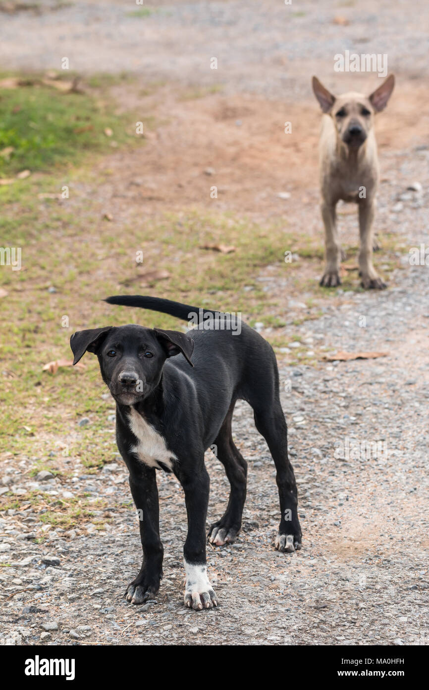 Thai Streunende Hunde Welpen Stockfotografie Alamy
