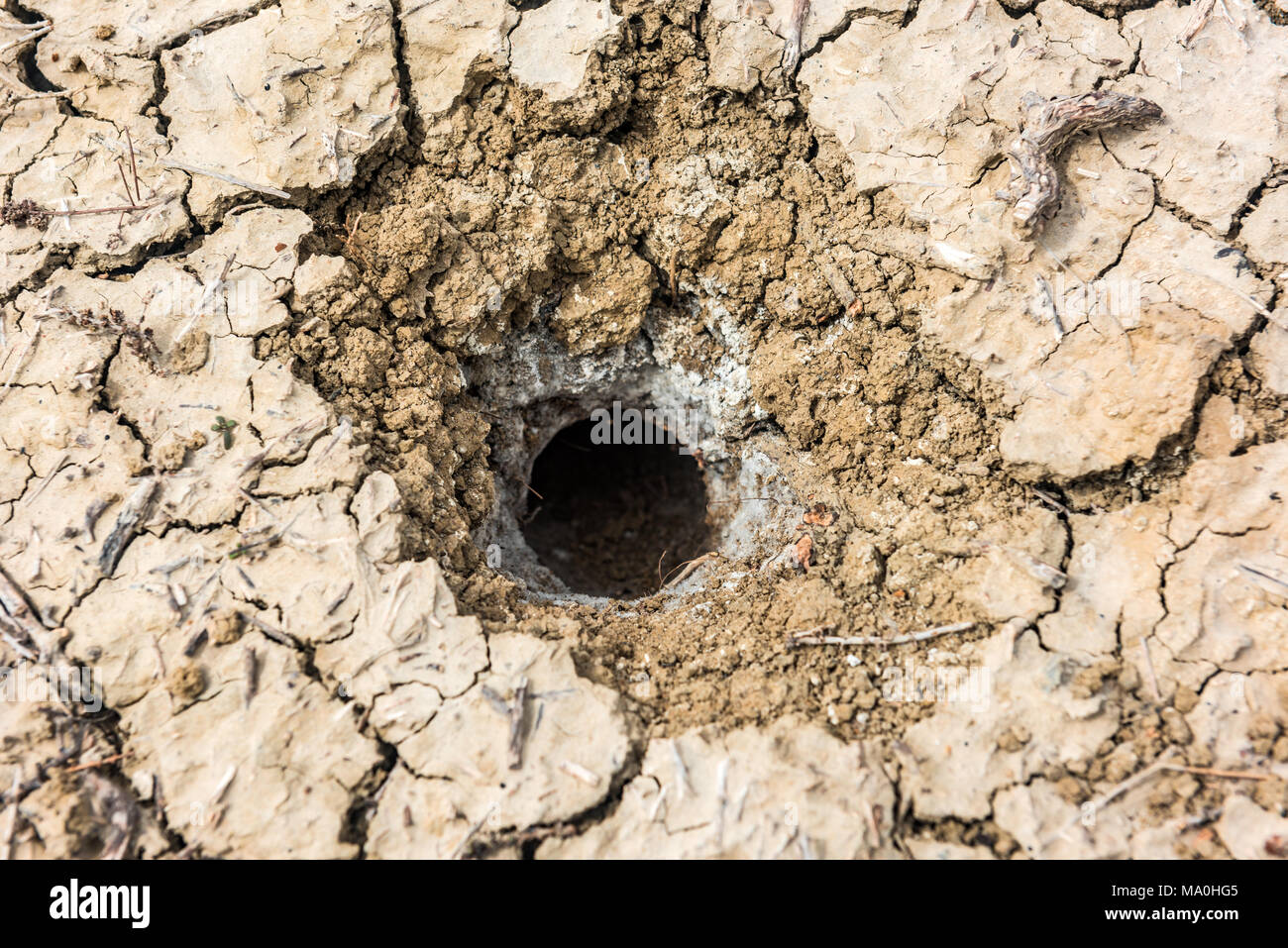 Schlange Loch in Feld Stockfoto
