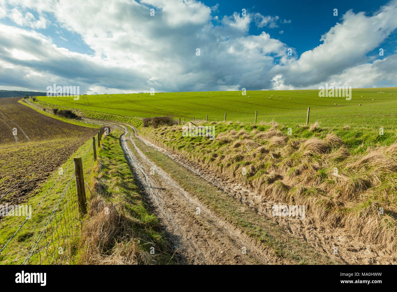 Öffentlichen Fußweg in South Downs National Park, West Sussex. Der frühe Frühling. Stockfoto