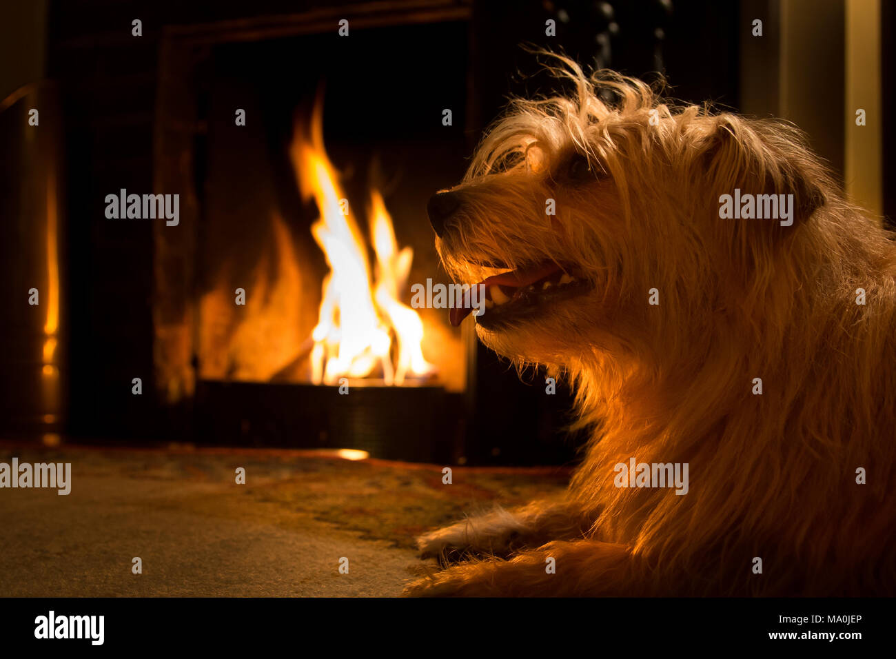 Norfolk Terrier am offenen Feuer Stockfoto