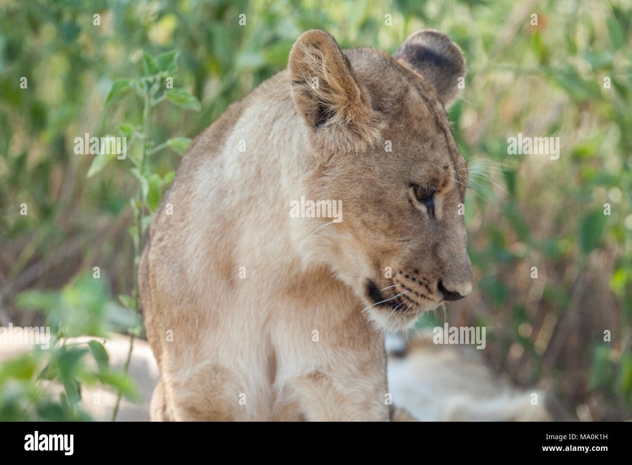 Afrikanischer Löwe (Panthera leo). Gut gewachsen Cub. Eine von einem Wurf in einem tropischen Hitze des Tages schattige Zuflucht unter Busch- und Baumbestand. Beachten Sie hell und dunkel Stockfoto