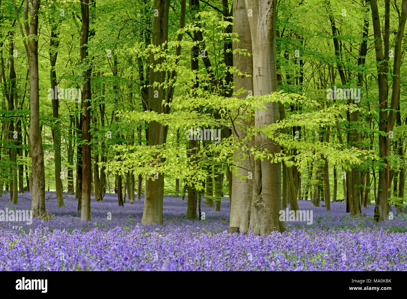 Bluebell Waldgebiet in der Nähe von Micheldever in Hampshire, während Ende April und Anfang Mai die Wälder um diesen Bereich durch einen Teppich umgewandelt werden Stockfoto