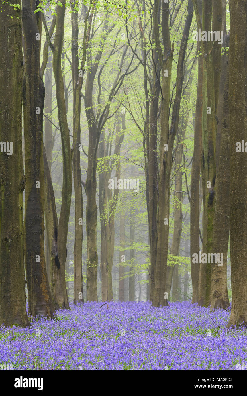 Zeilen nach unten Schauen. der Buche in einem Hampshire Holz auf einem nebligen Morgen, den Waldboden carpetted in Glockenblumen. Stockfoto