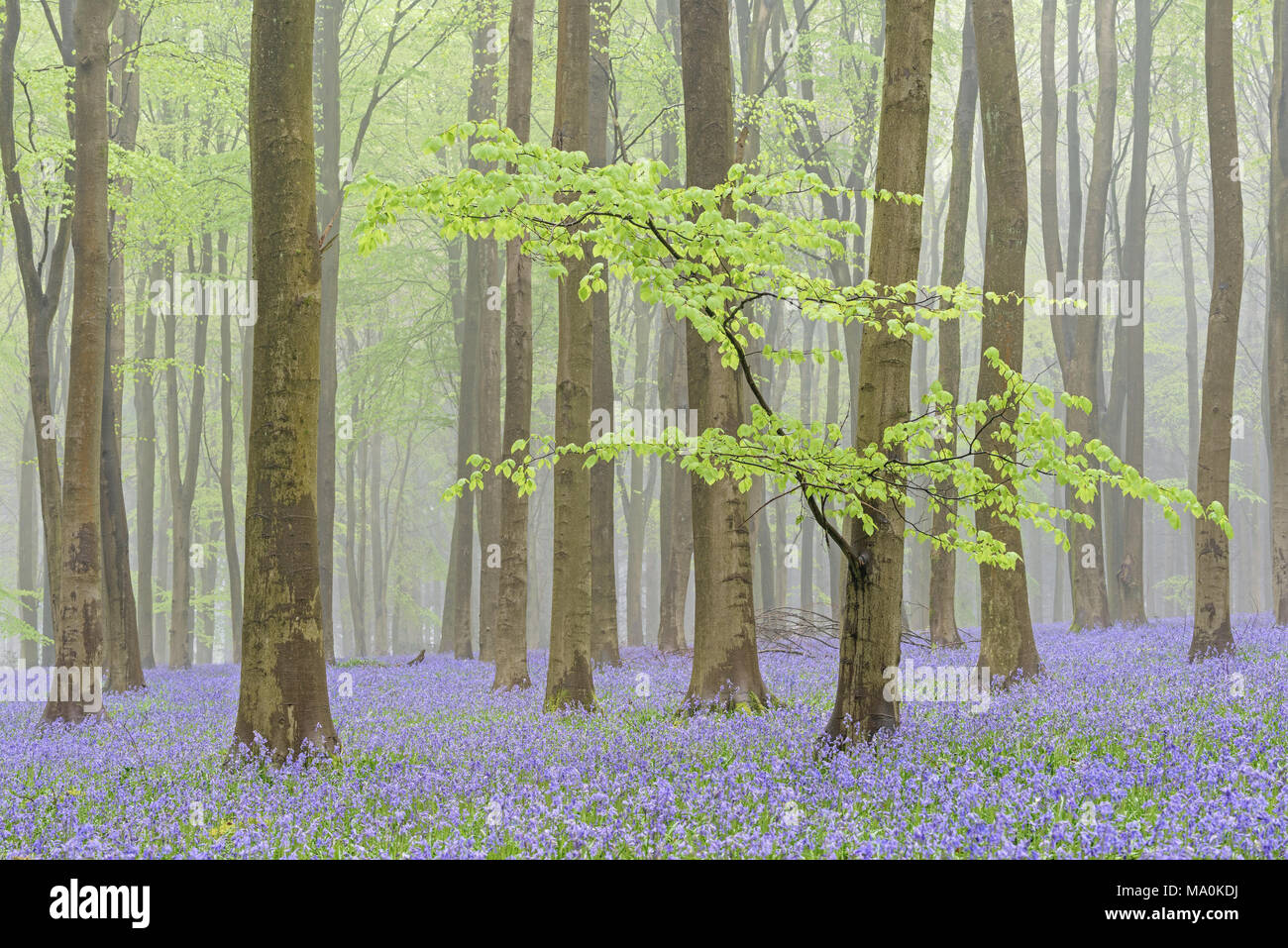 1. Mai in einem nebelhaften Bluebell gefüllt Hampshire Holz, die neue grüne Blätter auf der niedrigen Baumzweig Vordergrund Buche im Wald, damit sie einen neuen feeli Stockfoto