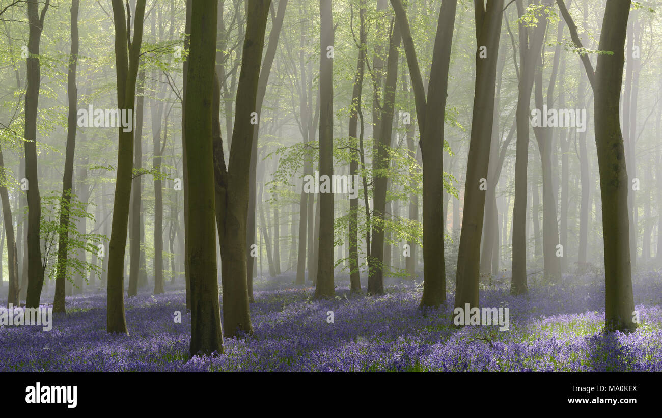 Sonnenlicht bricht durch die Bäume in einem Nebel gefüllt buche wald Teppichboden mit Glockenblumen. Stockfoto