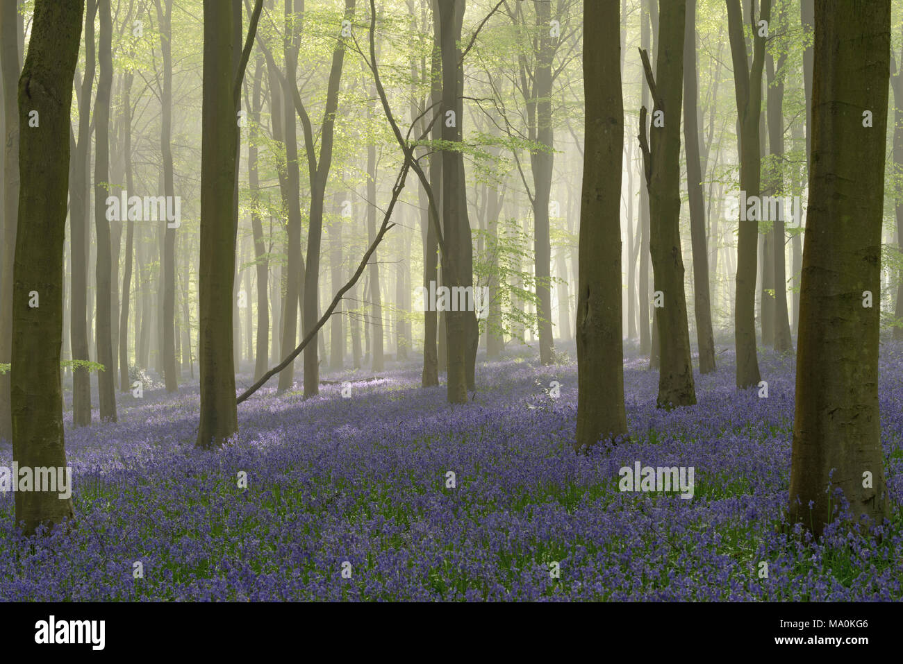 Sonnenlicht bricht durch die Bäume in einem Nebel gefüllt buche wald Teppichboden mit Glockenblumen. Stockfoto