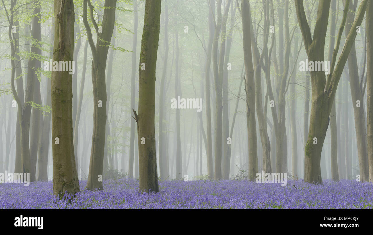 Nebel gefüllt buche wald Teppichboden mit Glockenblumen. Stockfoto