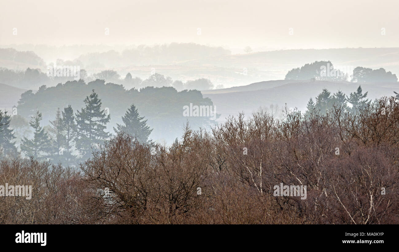 Blick über Baumwipfeln durch Schichten von Nebel aus hohen Ecke im New Forest unterteilt. Gibt es einen guten Pub in der Nähe treffend benannt, die hohe Ecke Inn. Stockfoto