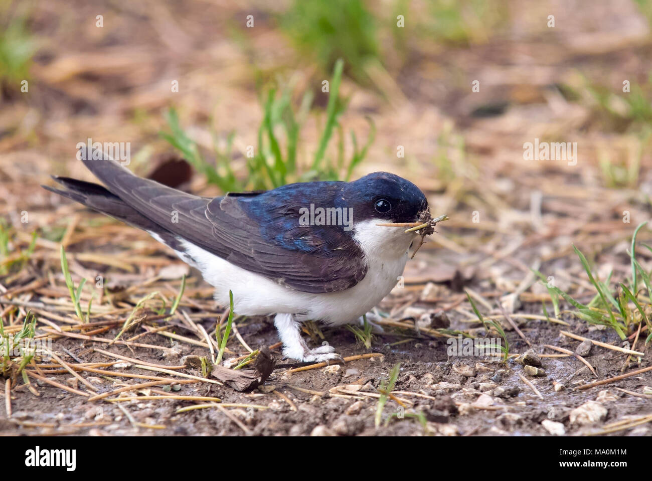 Common house Martin beim Sammeln von Materialien für das Nest. Stockfoto