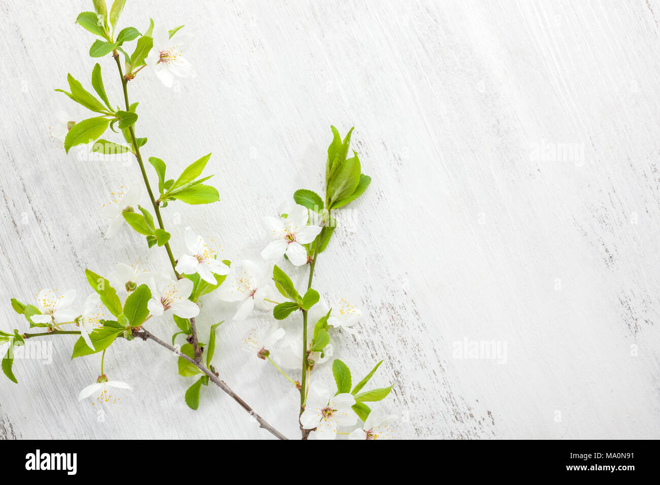 Weiße hölzerne schäbig Hintergrund mit Zweig der Kirschblüten und kopieren Sie Platz für Text. Stockfoto