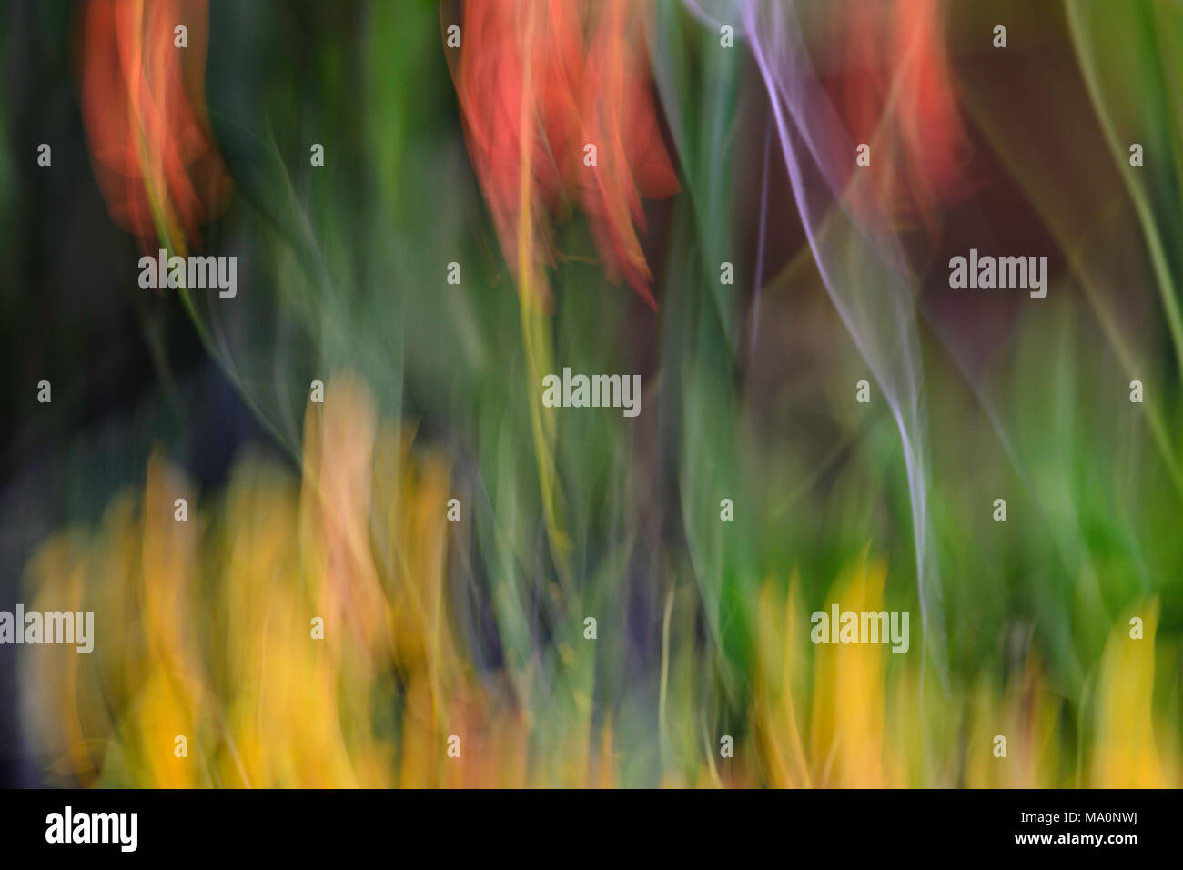 Impressionistischen Tulpen Stockfoto