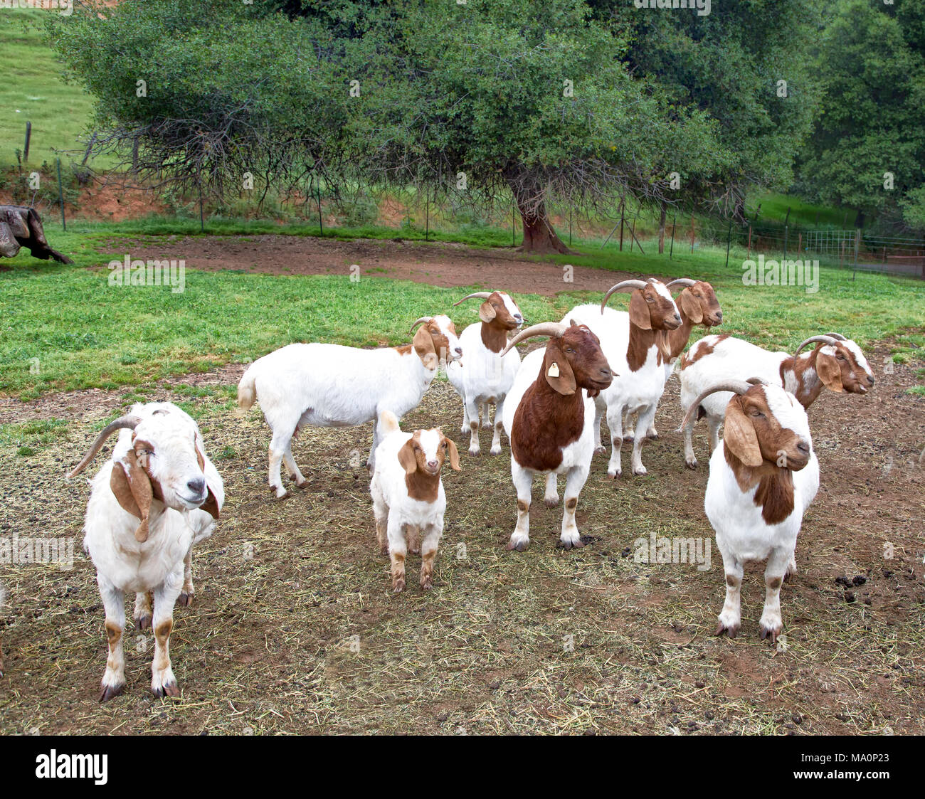 Weibliche Boer Ziegen Capra aegagrus hircus' im Bereich neben der Scheune versammelt und warten, gefüttert zu werden. Stockfoto