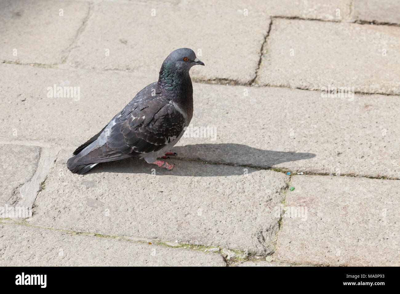 Deaktiviert feral Rock Tauben (Columbidae) mit einem fehlenden Fuß und Nekrose durch Verengung der Bein stehend im Profil auf städtischen Pflastersteine Stockfoto