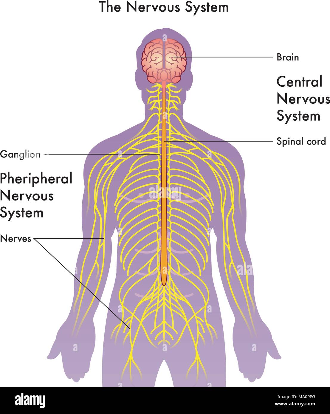 Vektor medizinischen Abbildung des Nervensystems auf weißem Hintergrund Stock Vektor