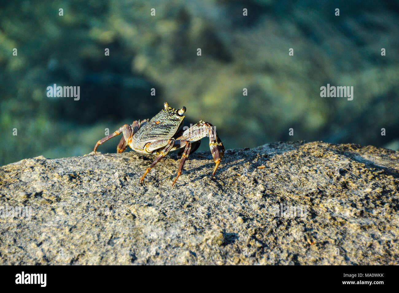 Krabbe auf einem Stein Stockfoto