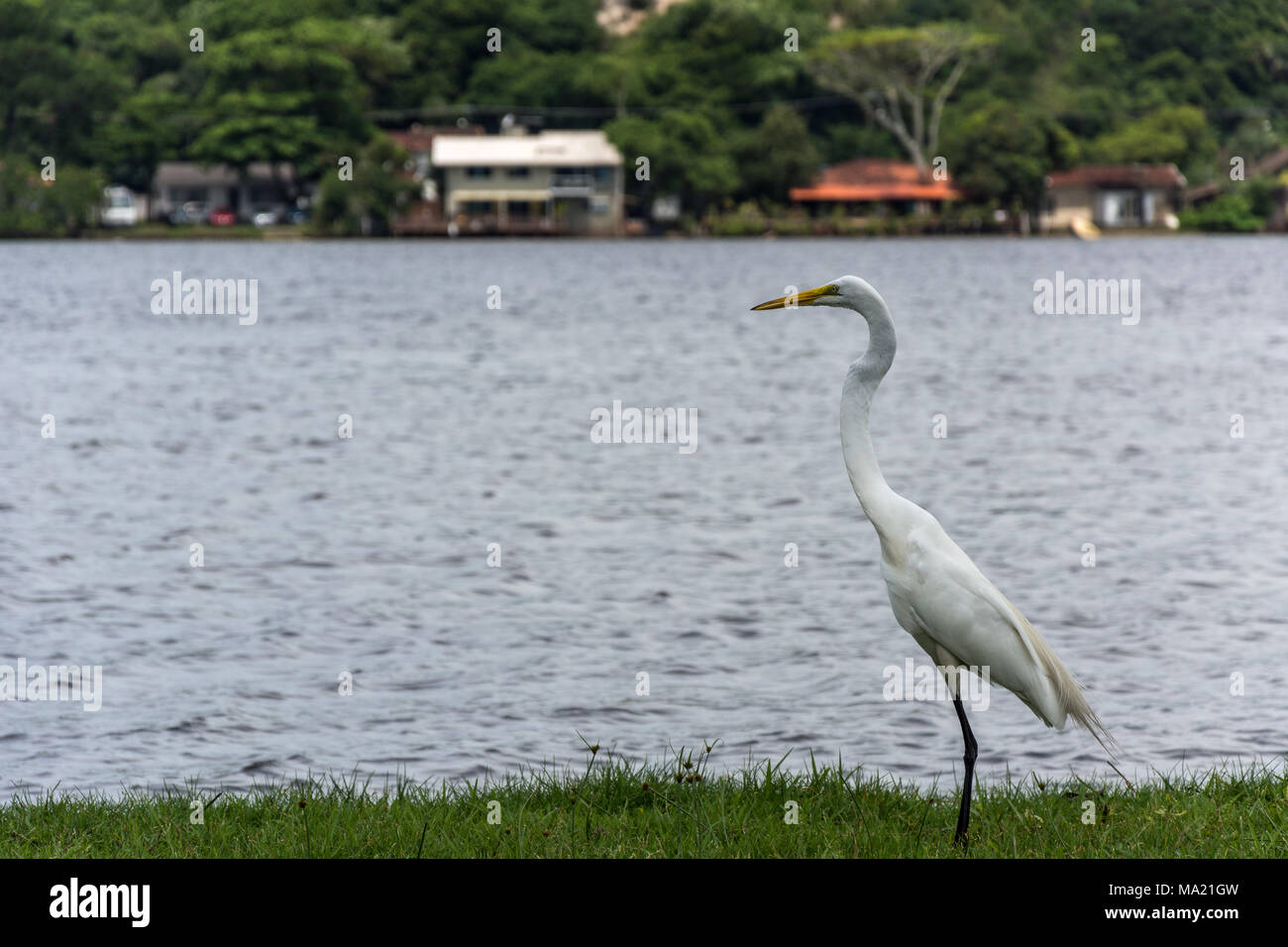 Florianopolis, Brasilien. Februry, 2018. White Heron wandern in der Nähe von einem See (Lagoa da conceicao). Stockfoto