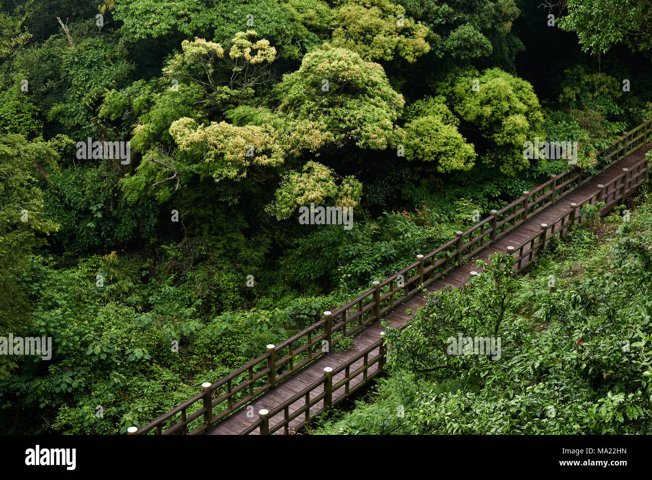 Holzbrücke und dichten Wald am Eingang des Eongtto Wasserfall in Jeju Island, Korea. Stockfoto