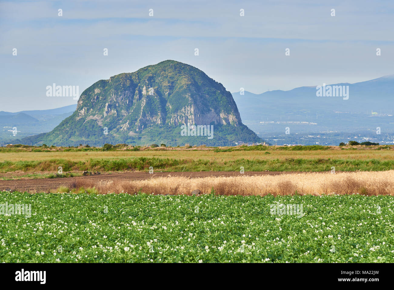 Landschaft von Kartoffel Bauernhof Feld mit Mt. Sanbangsan und Mt. Hallasan in Daejeong - eup, Jeju Island, Korea. Stockfoto