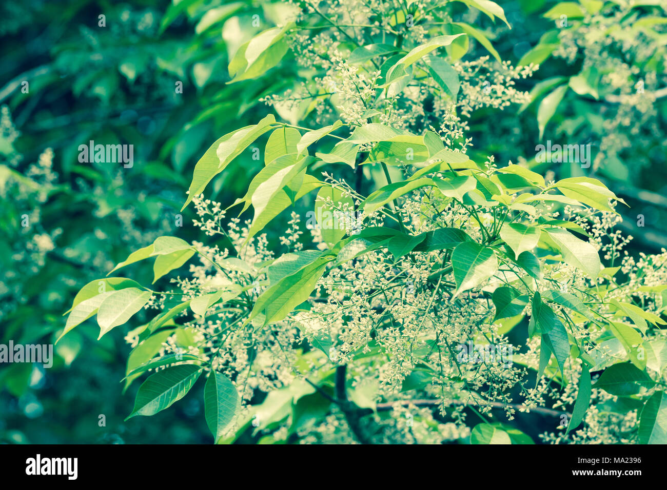 Gummibaum blumen Fotos und Bildmaterial in hoher Auflösung Alamy