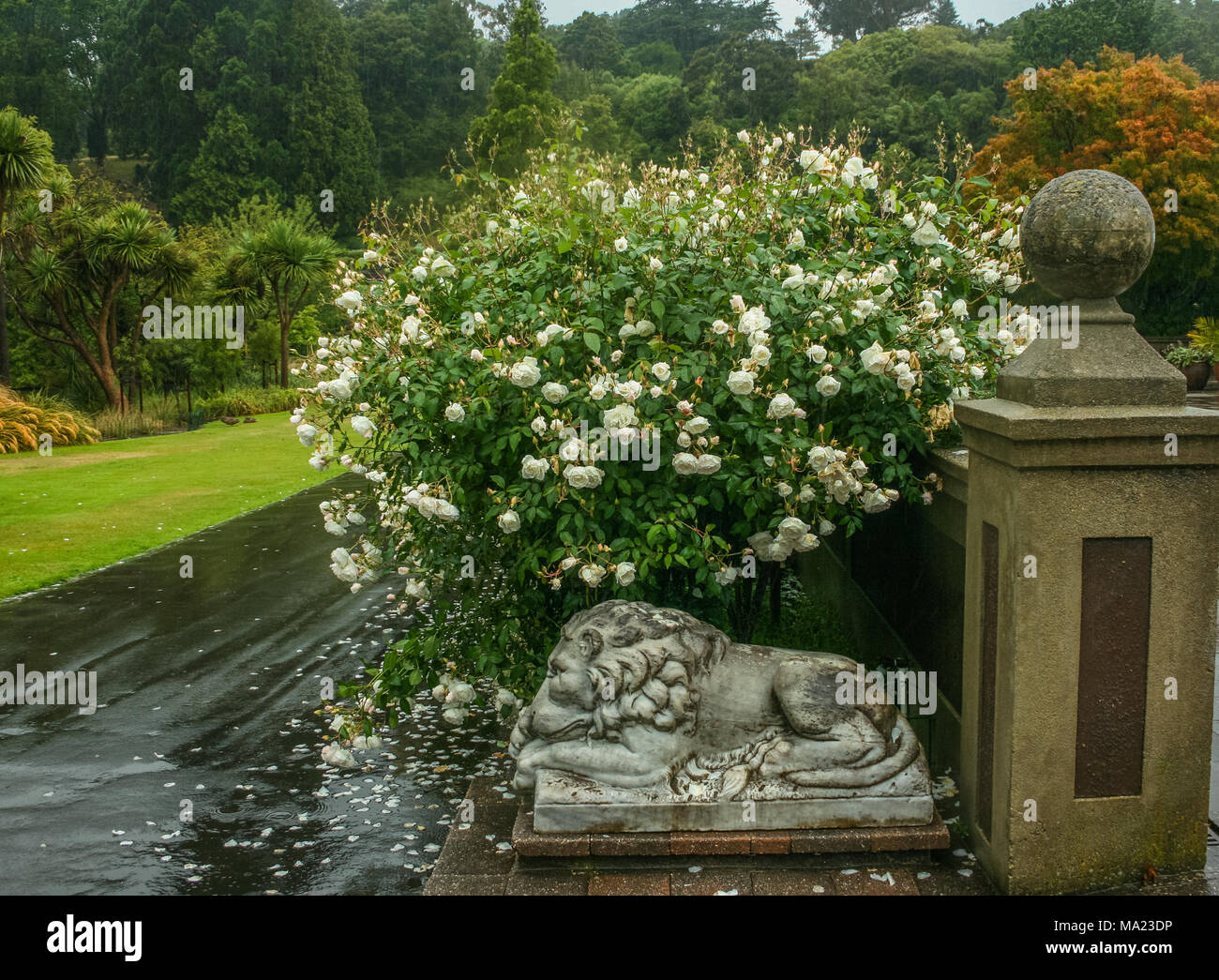 Blick auf einen Park im Regen; eine Statue eines Löwen erscheint unterhalb der weißen Rose Bush; gefallen Rosenblätter auf dem Spaziergang Stockfoto