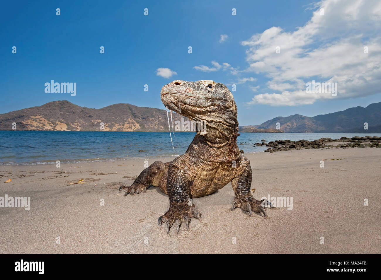 Komodo Drachen, Varanus komodoensis, sind die weltweit größten Eidechsen. Der Speichel tropft aus dem Mund des Drachen enthält eine äußerst schädlich und Vi Stockfoto