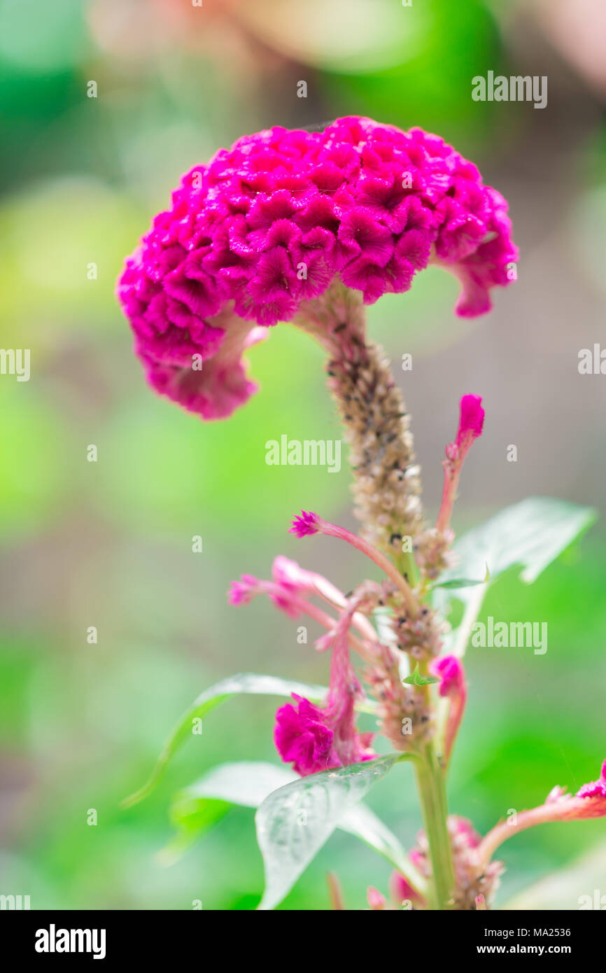 Cockscomb oder Chinesischen Wolle Blume Stockfoto
