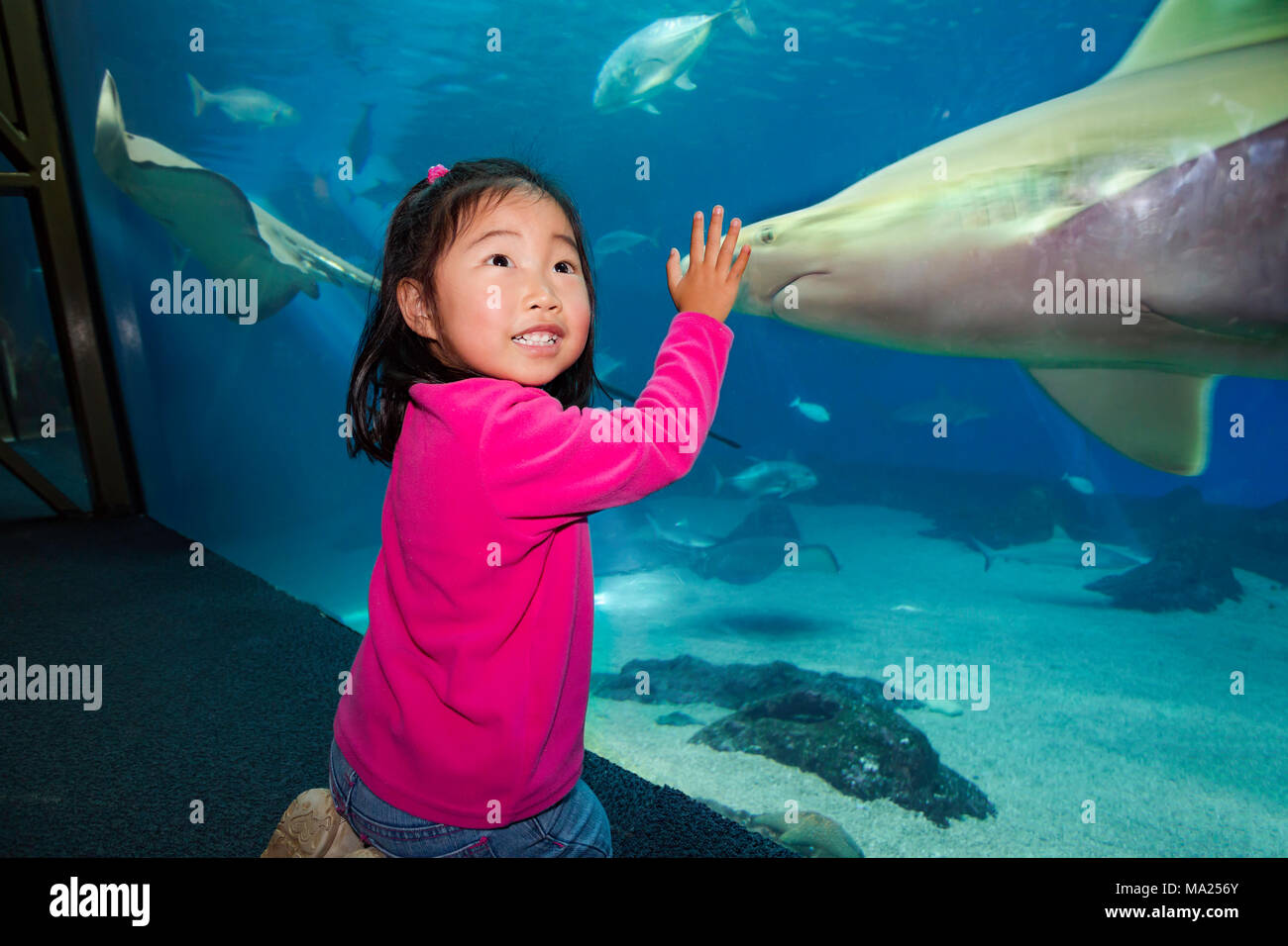 Vier Jahre alten Kiara Fleetham (MR) erhält einen Blick auf ein Hai im Maui Ocean Center in Maalaea, Maui, Hawaii. Stockfoto
