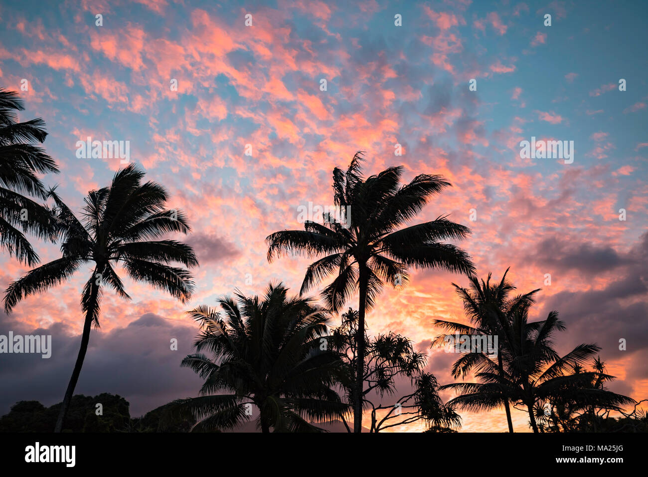 Palmen in der Nähe von Hana sind in silouhette mit Sonnenuntergang Farben auf Wolken im Himmel, Maui, Hawaii. Stockfoto