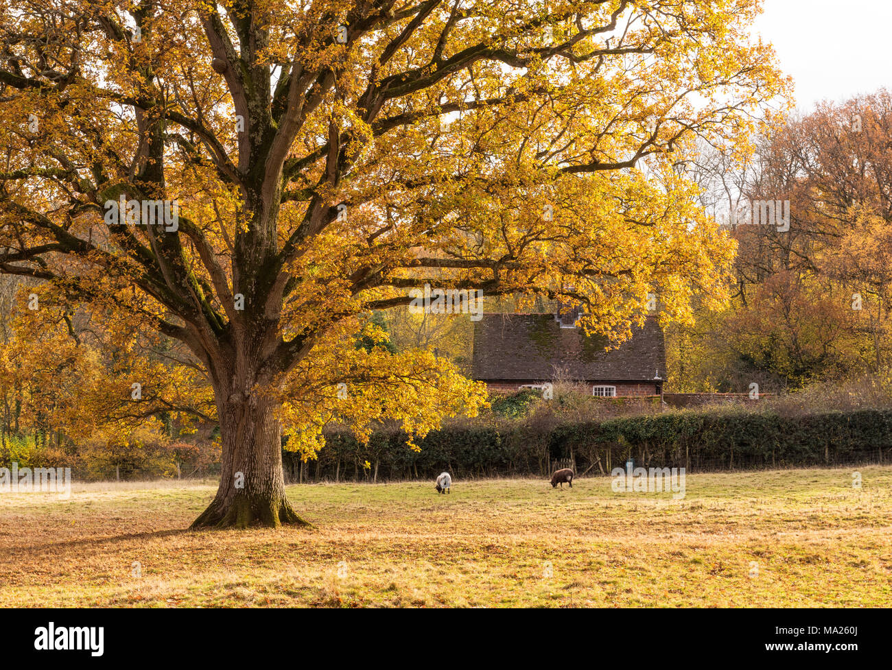 Herbst Farben in der Nähe von Royal Tunbridge Wells, Kent, England Stockfoto