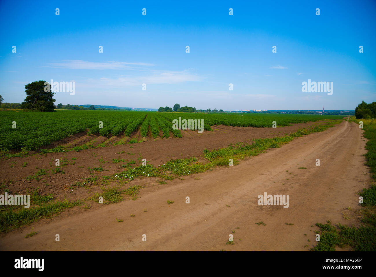 Kartoffelfeld an einem sonnigen Sommertag. Landwirtschaft, Anbau von Gemüse. Stockfoto